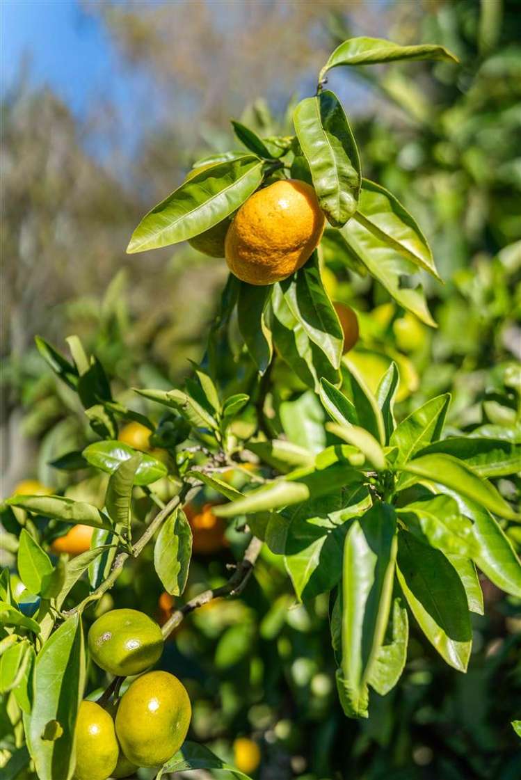 46 Herbert Drive Whangamata_28