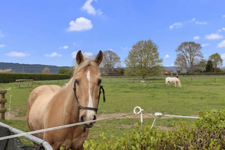 547 Taihoa South Road Matamata_19