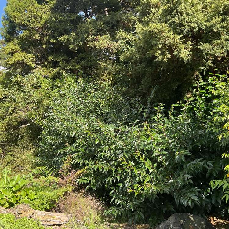 81 Thompson Road Warkworth_10