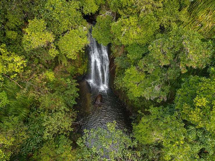 A two-bedroom cottage at 614 Kaitemako Road, in Welcome Bay, comes with its own special piece of protected bush. Photo / Supplied