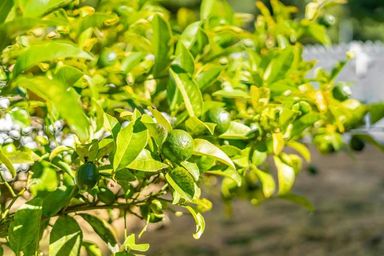 88 Totara Park Road Totara Park_14