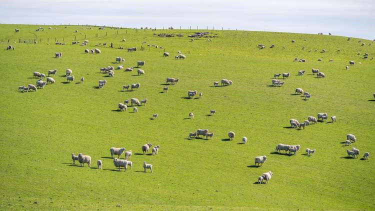 614 Omihi Road Omihi_18