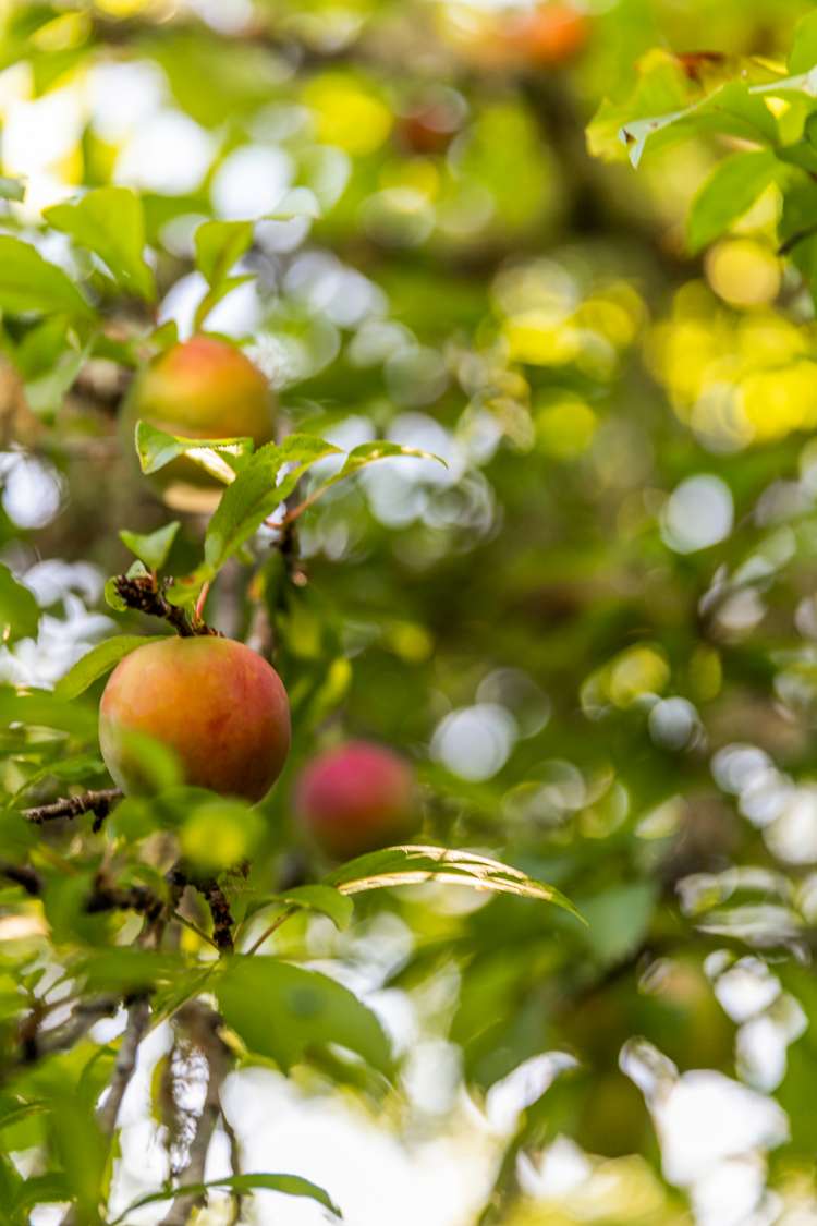 36 Springtime Crescent Stanmore Bay_21