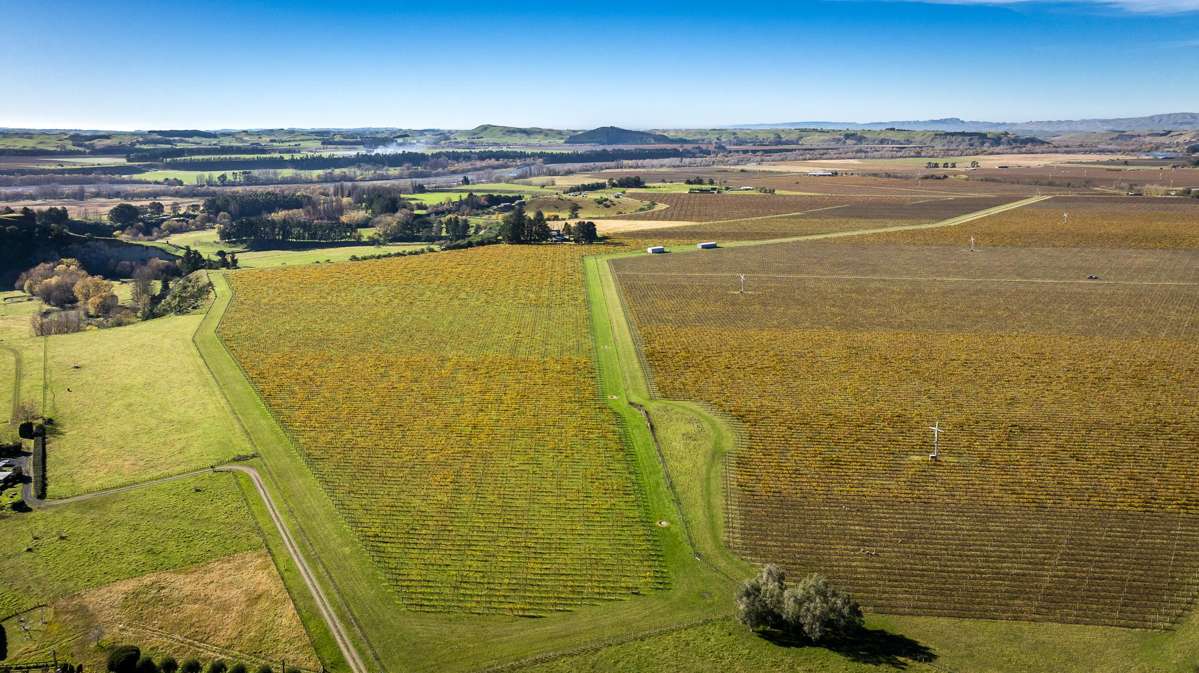 Colefield Vineyard, Aorangi Road_2
