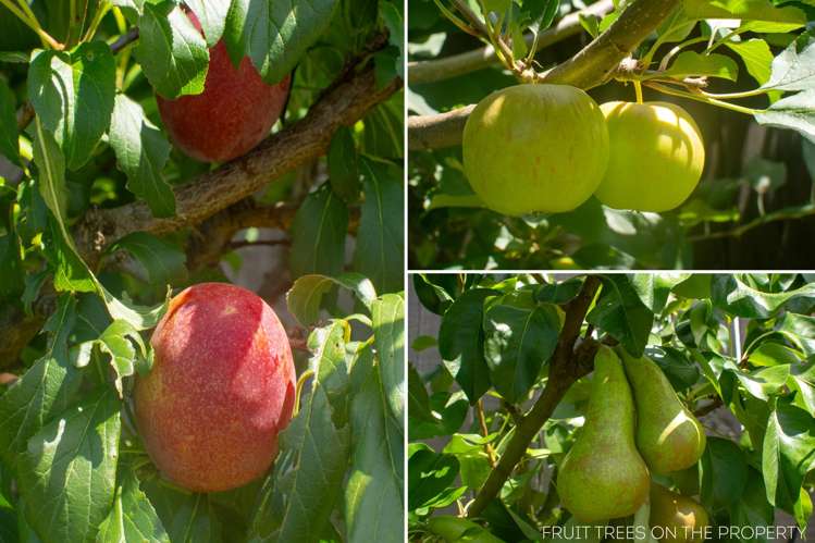 3 Hanlow Place Pyes Pa_16