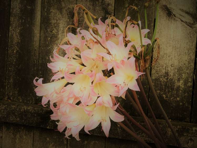 Millbrook Road Henderson_5