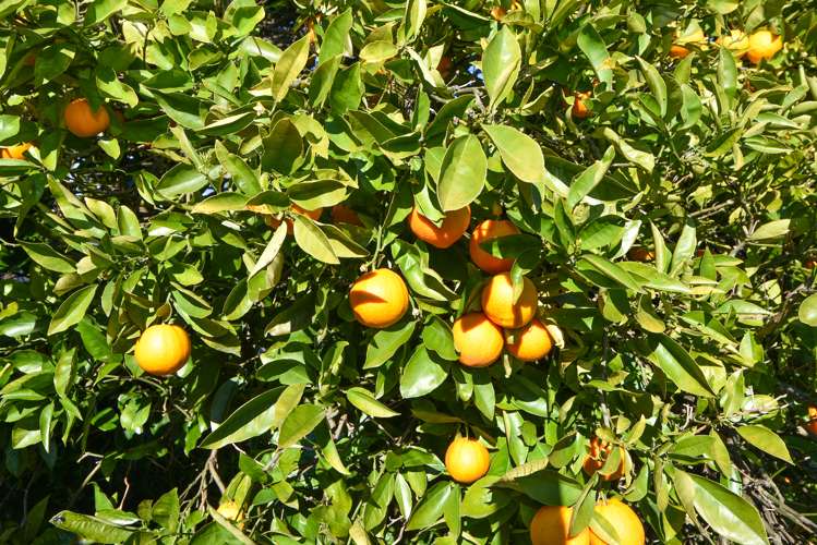 16 Richmond Road Carterton_10