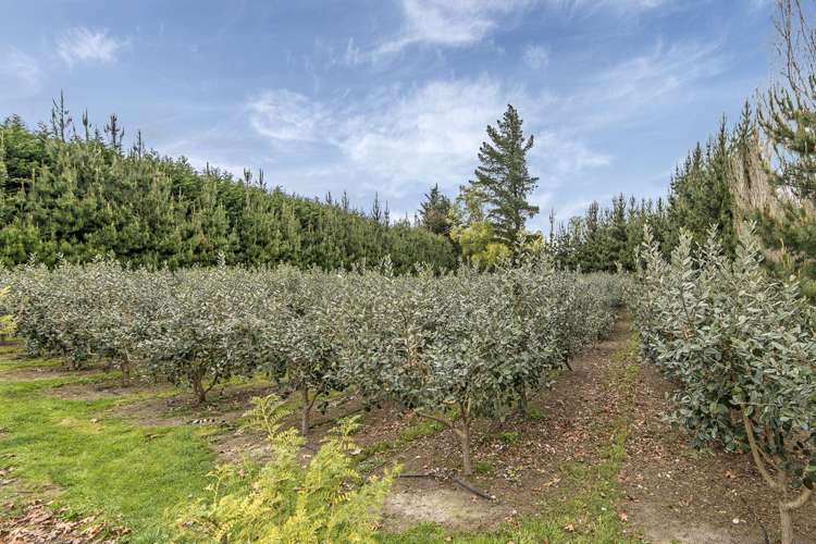 82 Boundary Road Ashley_15