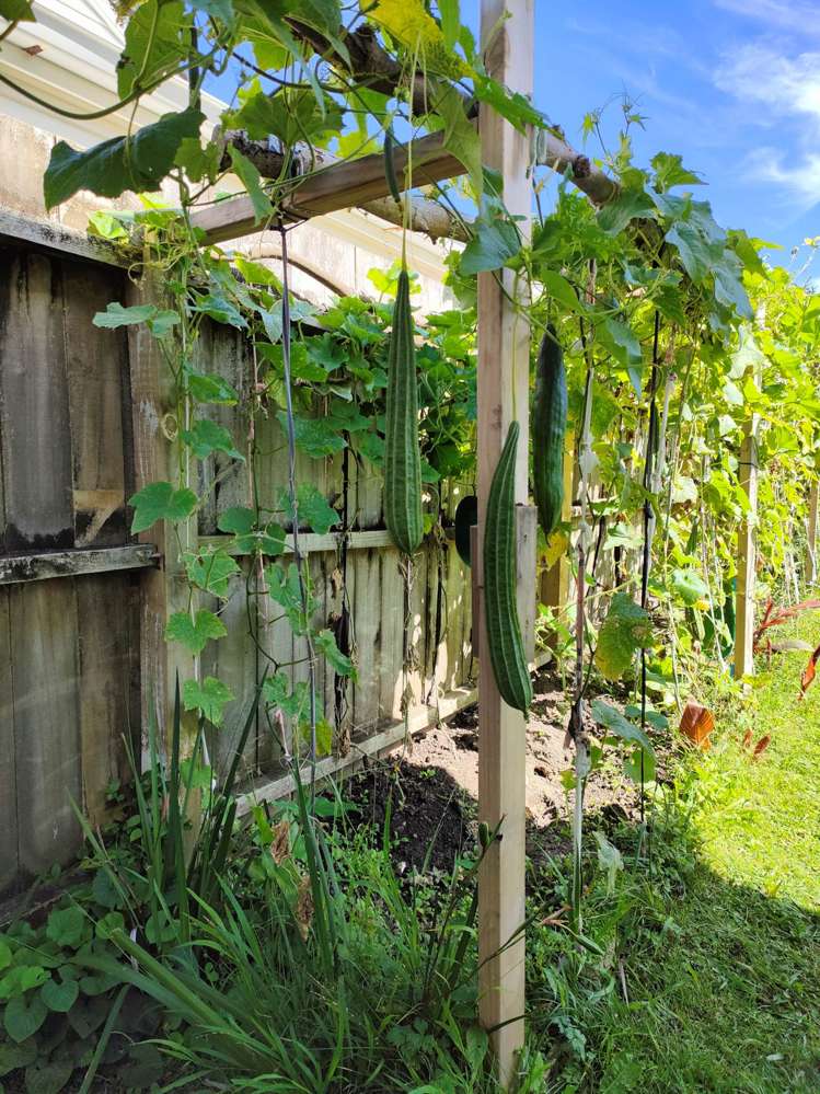 55 Williamson Avenue_4