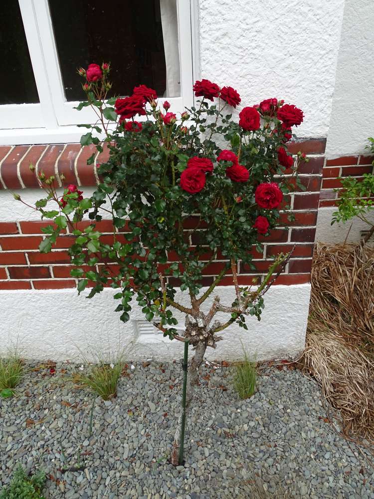 46 Meadow Street Lumsden_3