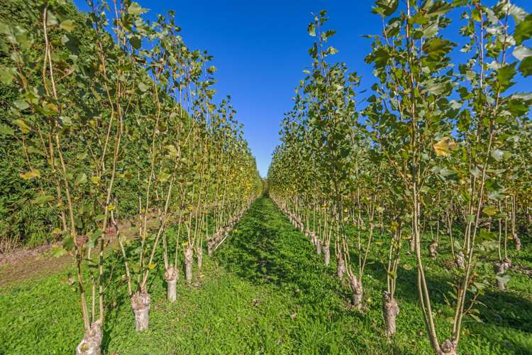 96 Engles Road Shannon_9