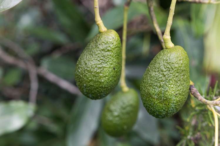 2/136 Buckland Road Mangere East_11