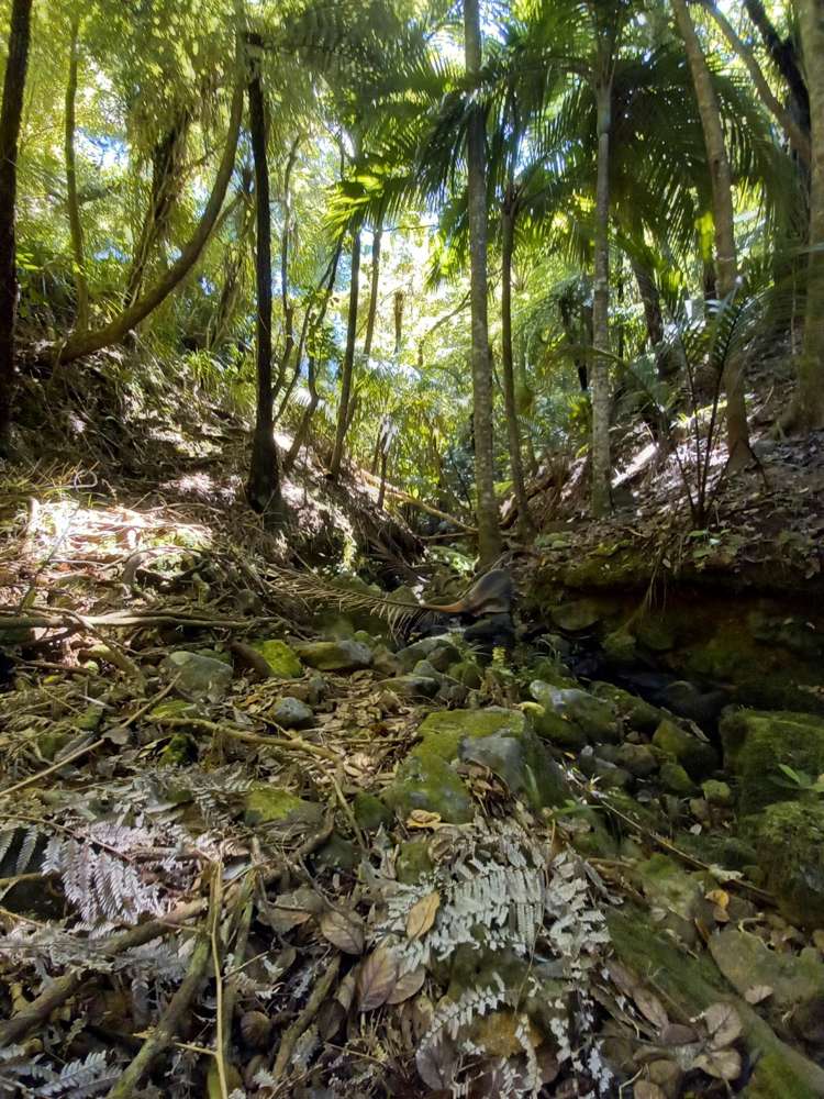 149 Aotea Road Great Barrier Island_15