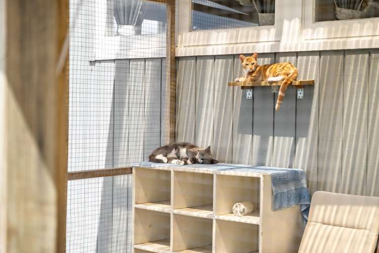 79C Jackson Road Maungatapere_7