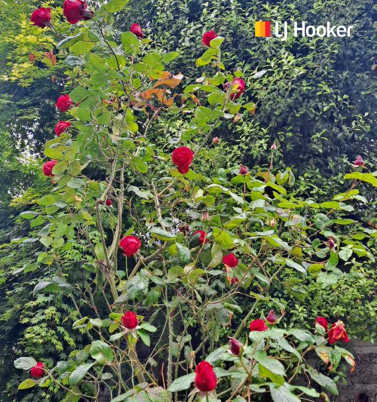 63 Argyle Street Mornington_20