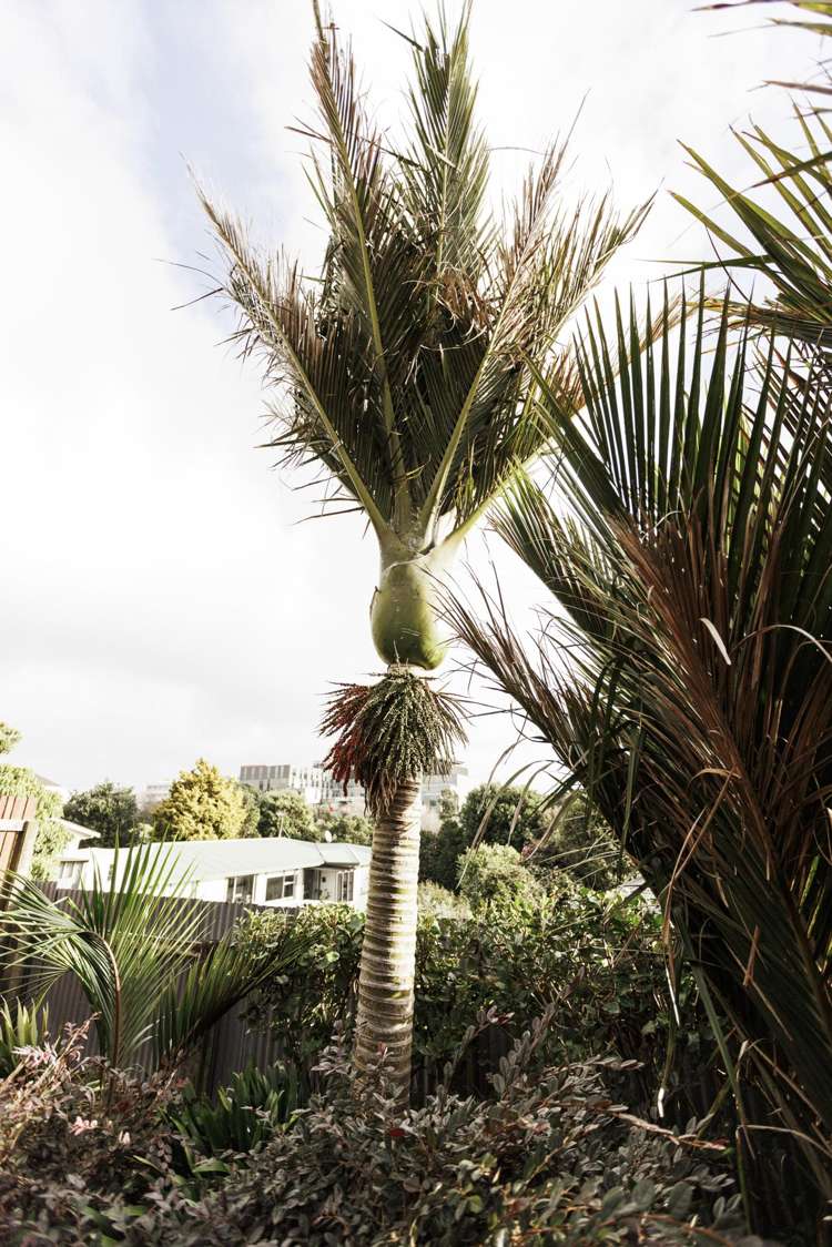 43a Dorset Avenue Westown_27