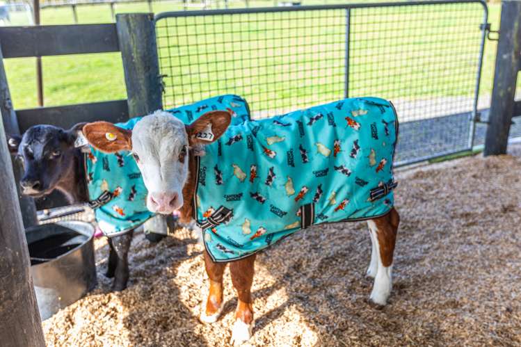 210b Clarks Beach Road Clarks Beach_28