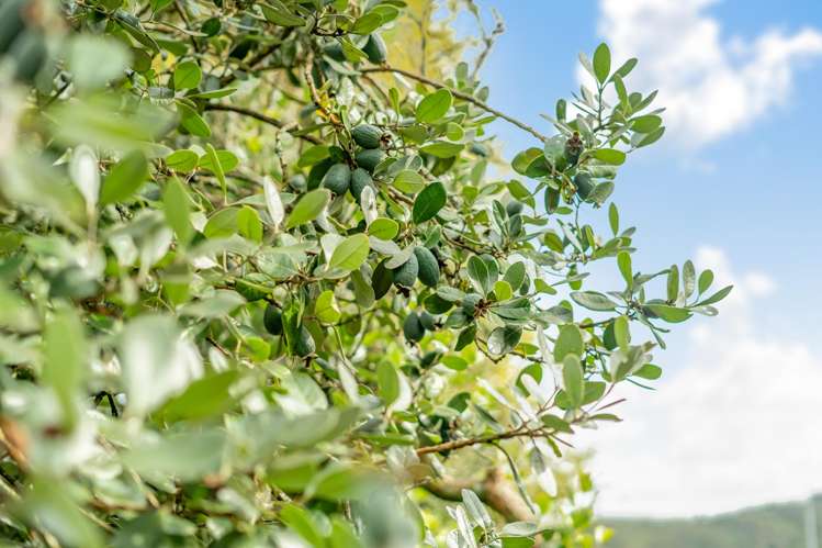 25 Molloys Road Te Marua_13