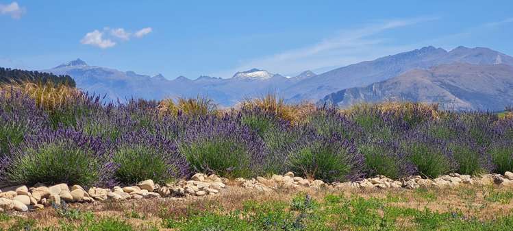 217 Stevenson Road Wanaka_21