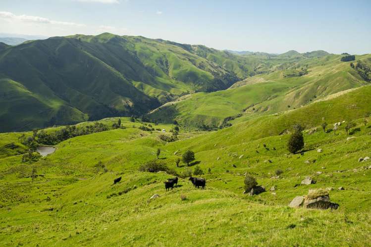 Matawai Station, 772 Oliver Road Matawai_18