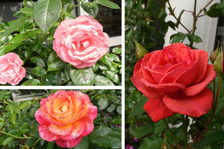 23 Hansard Place Bethlehem_10