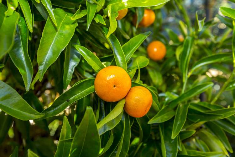 1282b Fergusson Drive Brown Owl_21