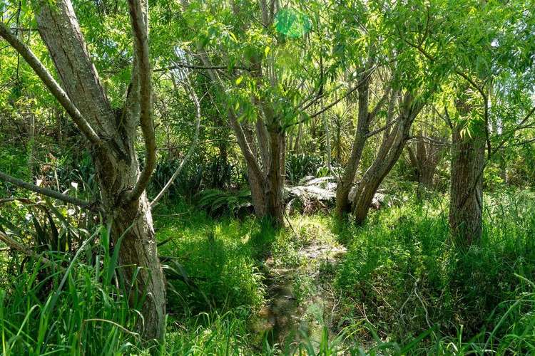 253A Kokotau Road Kokotau_44