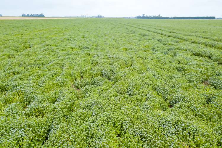 362 Fairfield Road Newland_15