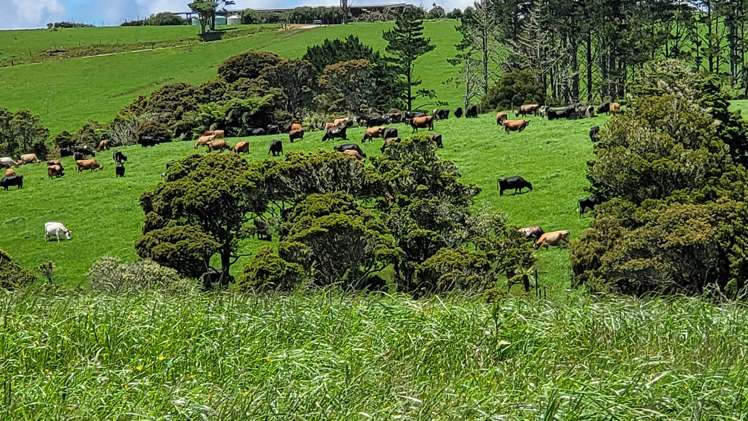 689 Mangatu Road Dargaville Surrounds_19