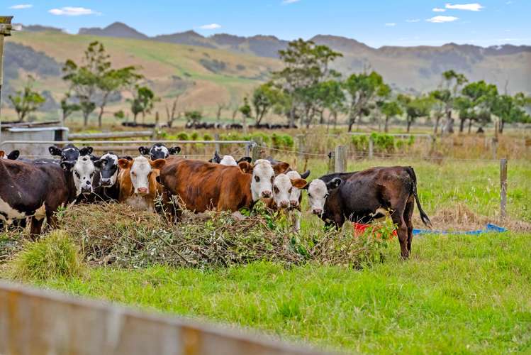 331 South Head Road, South Head Helensville_25