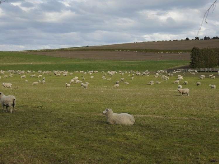 649 Kauru Hill Road Five Forks and Surrounds_60