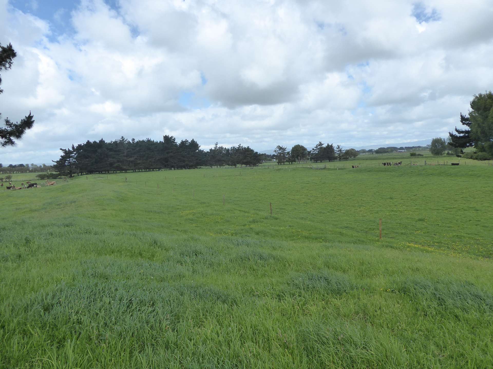 237 Kellow Road Rongotea_0