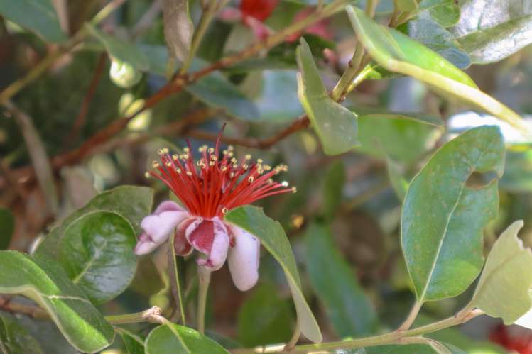 1 Ross Street Dunollie_40