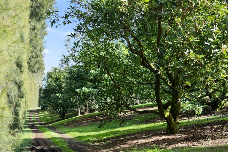 12 Timon Drive Hauraki Surrounds_13