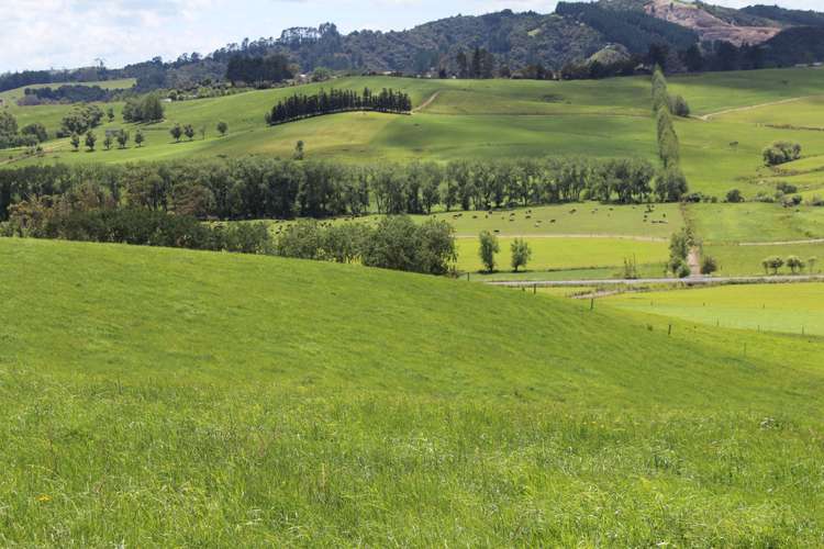 269 Kokopu Block Road Kokopu_19