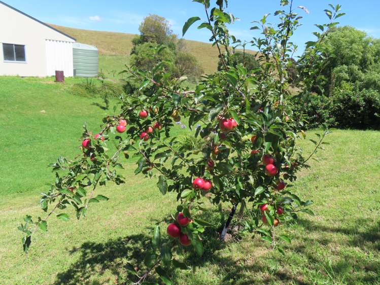 63 Knight Road Dannevirke_24