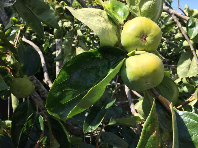 294 Bucklands Beach Road Bucklands Beach_9