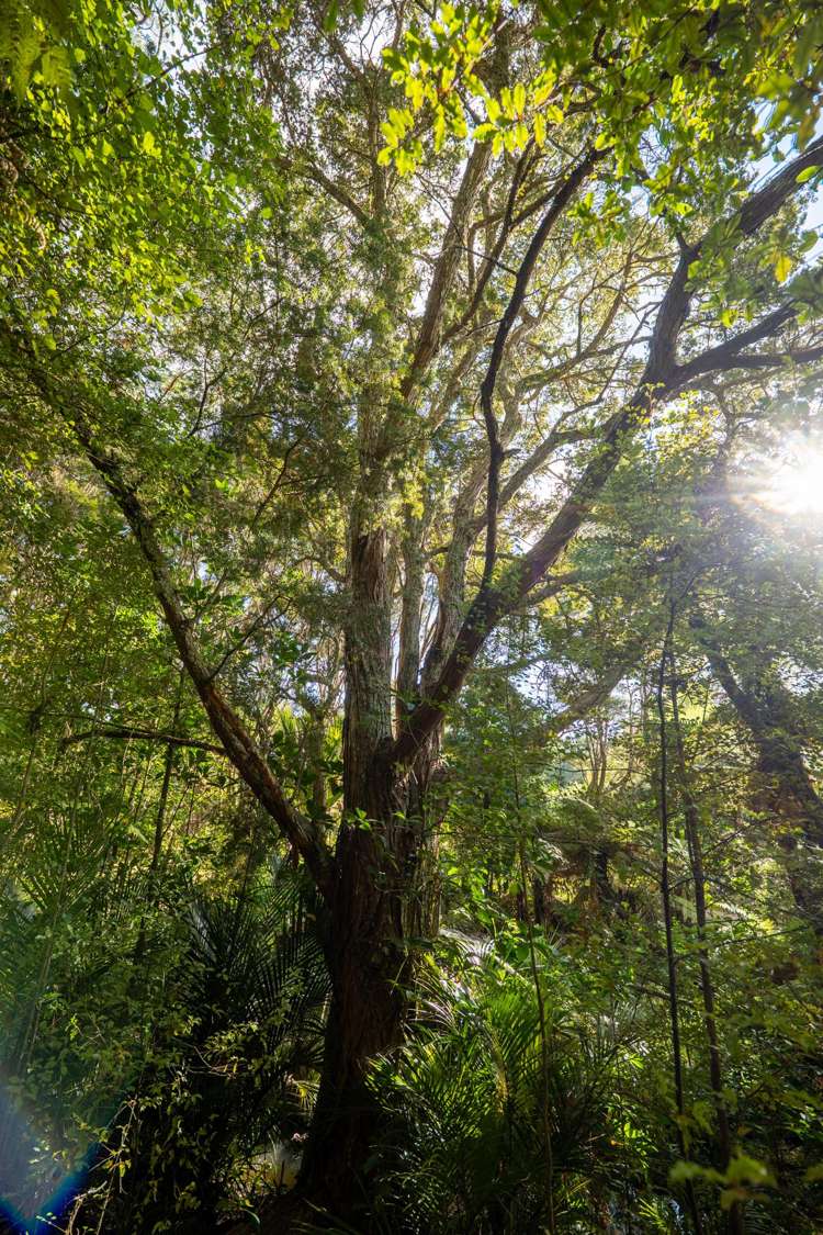 115 Wilma Road Surfdale_25