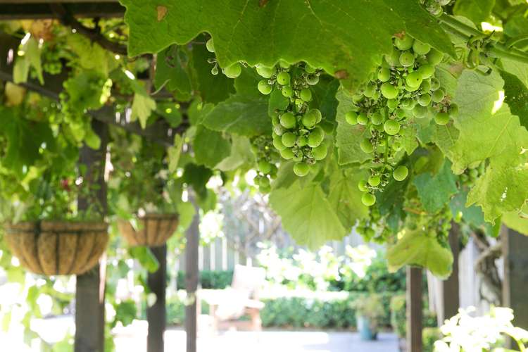 204b Saint Andrews Road Plimmerton_18