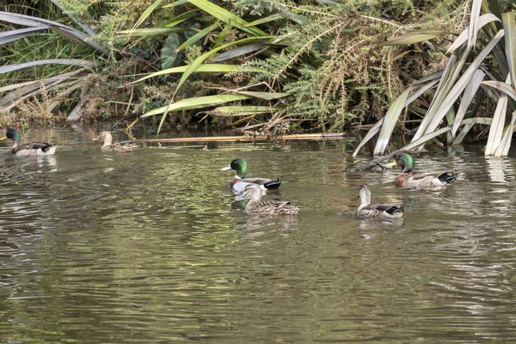 181 Drury Hills Road Drury_18