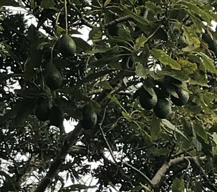 1429 Clevedon Kawakawa Road Kawakawa Bay_13