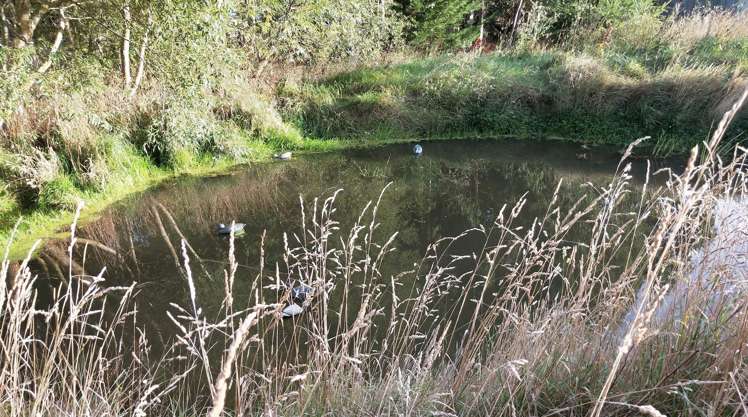 13 Edievale Road Tapanui_32