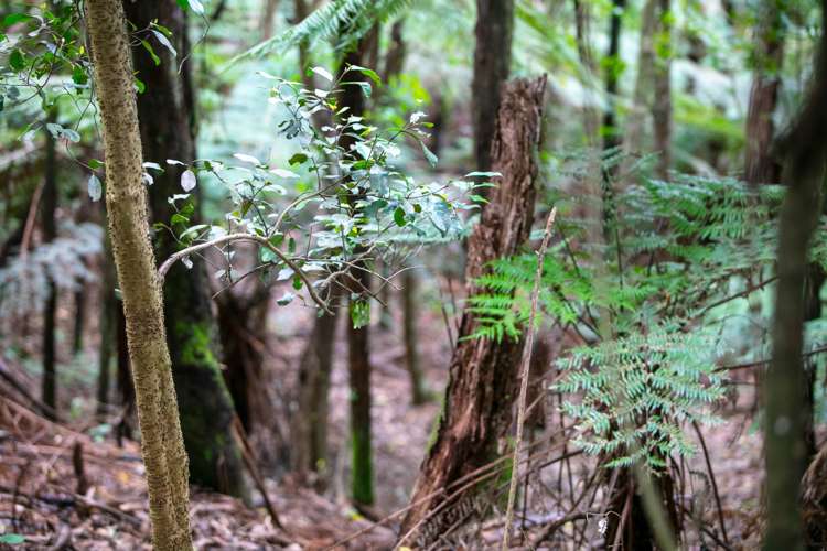 9 Betty May Drive Pyes Pa_32