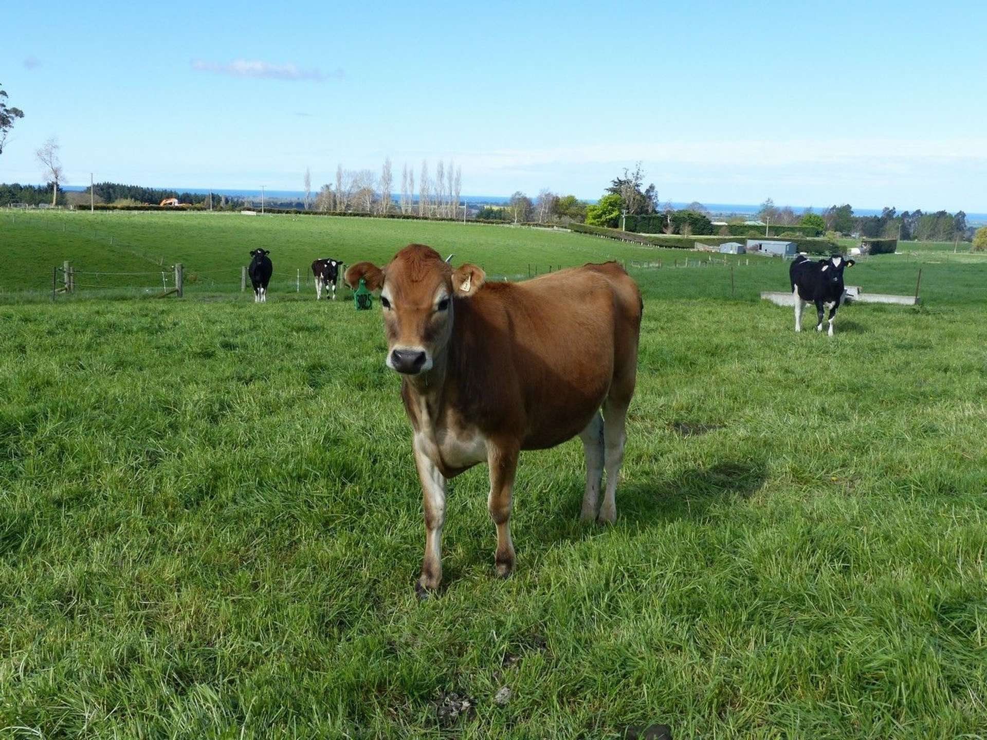 Whitneys Road Waimate_0