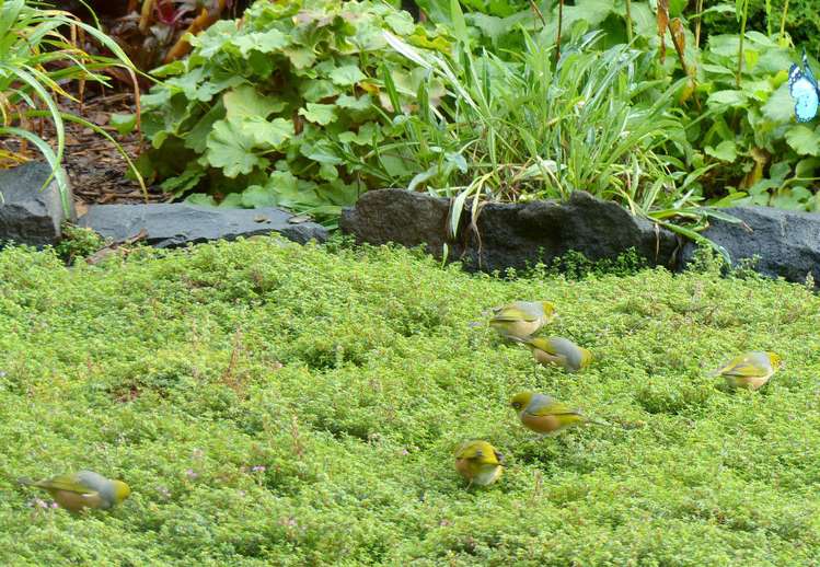 53 Kitewaho Road Swanson_51