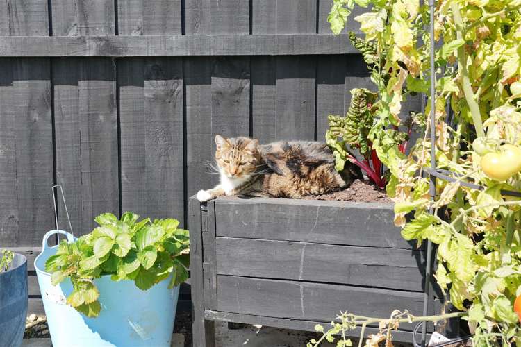 15 Uffington Drive Rolleston_28