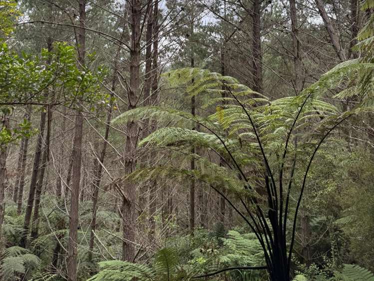 - Waioeka Pa Road Opotiki_13
