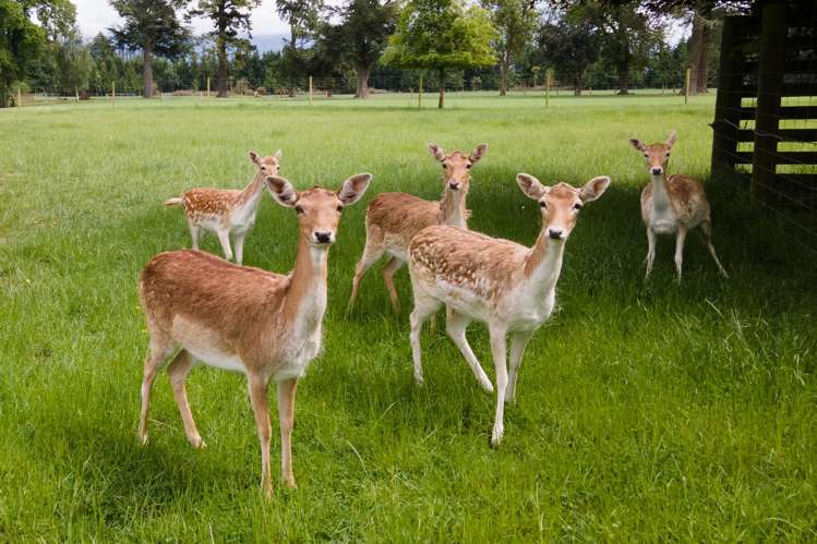 91 Mount Harding Methven_27