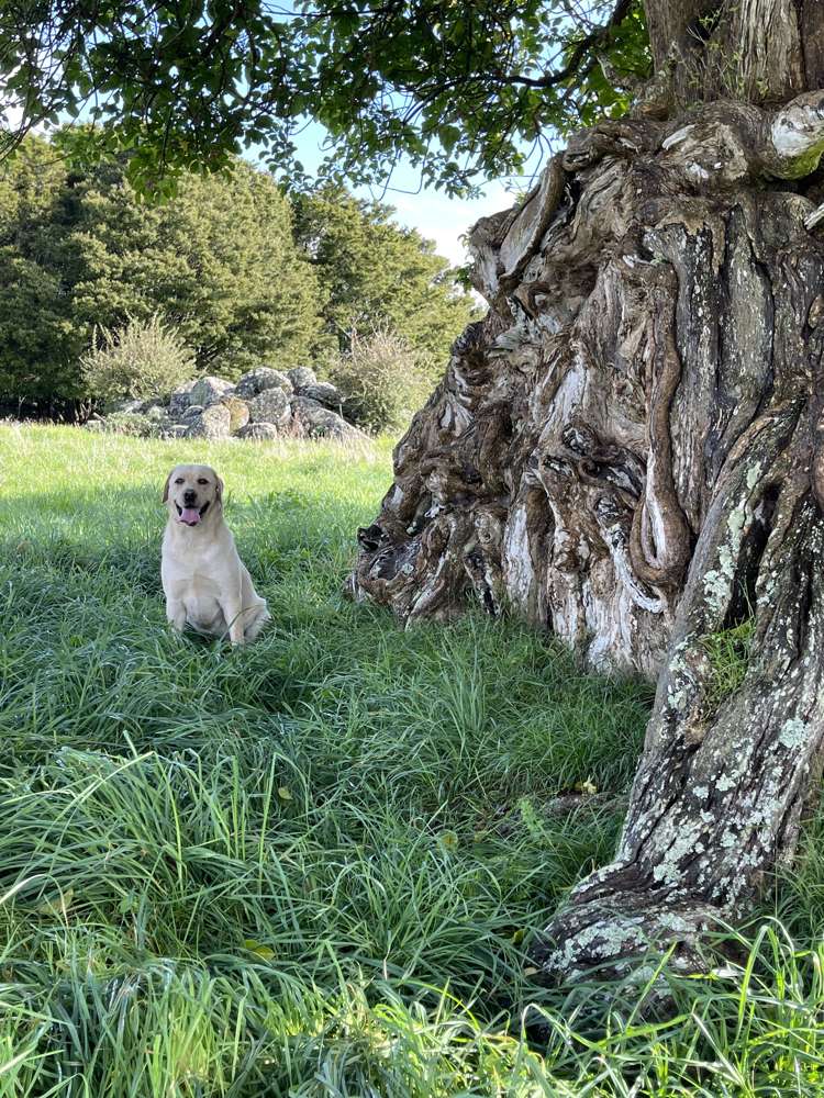 527 Whatitiri Road Poroti_18