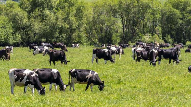 162 Hamua Hukanui Road Eketahuna_13